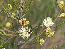 Melaleuca uncinata (leaves, fruits)