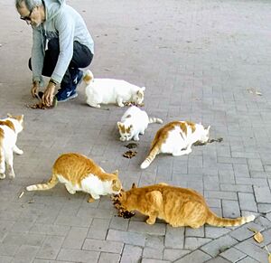 Messina cat colony 2-11-20