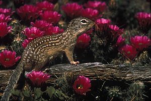 Mexican ground squirrel.jpg