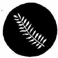 NZ fern