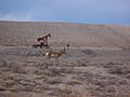 Oil wells in Cisco, Utah