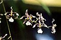 Oncidium incurvum