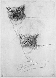 Pisanello, disegno gatti