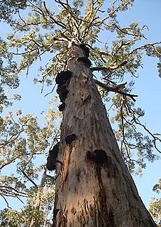 Porongurup-karri