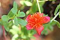 Portulaca flowers 08