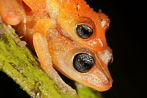 Pristimantis scolodiscus by Santiago Ron.jpg