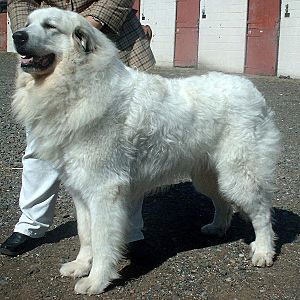 Pyrenean Mountain Dog 600.jpg