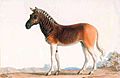 Quagga