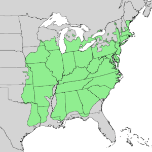 Quercus velutina range map 1.png