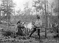 Reindeer milking