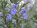 Rosemary in bloom