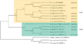 Rubus Phylogenetic Tree