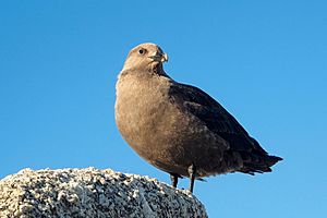 South polar skua.jpg