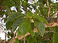 Sterculia quadrifida flowers