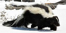 Striped Skunk (Mephitis mephitis) DSC 0030 cropped