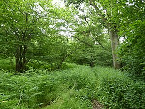 Swanton Novers Wood 7.jpg