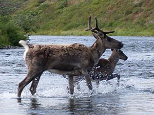 Togiak Refuge (12293842965).jpg