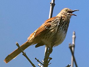 Toxostoma rufum-singing