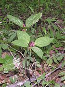 TrilliumRecurvatum(4leaf)