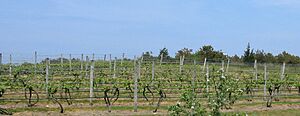 Truro vineyard