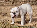 Whitebulldog.jpg