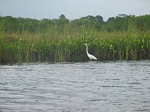 Wildlife on Black River, Jamaica