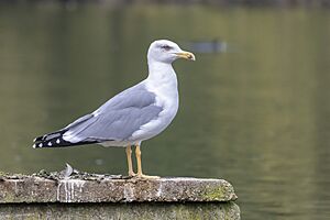 Yellow-legged Gull 2023-10-10.jpg