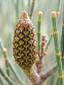 Young Fruit of Allocasuarina distyla