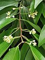 陰香 Cinnamomum burmannii 20210627102154 07