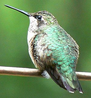 07-09-13RTHummingbird