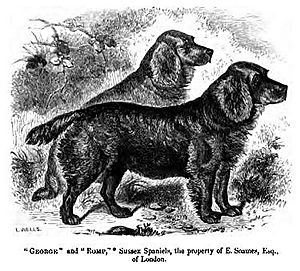 108. Sussex Spaniel