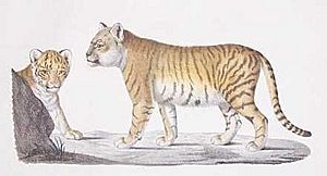 1799-liger