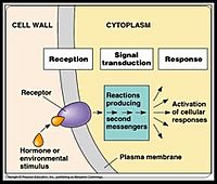 1Signal Transduction Pathways Model