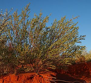 1 Acacia stipuligera