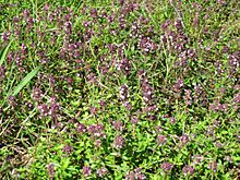 20120715Thymus pulegioides1.jpg