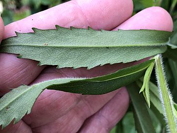 Abaxial leaf showing pilose midrib