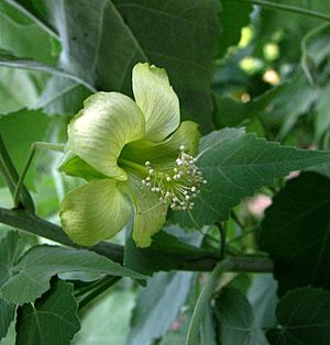 Abutilon menziesii (5341907244)