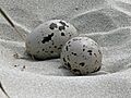 American Oystercatcher eggs