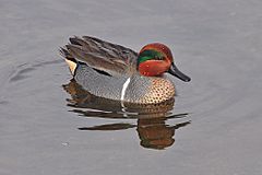 Anas carolinensis (Green-winged Teal) male.jpg