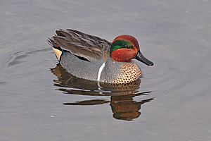 Anas carolinensis (Green-winged Teal) male