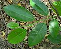 Annona glabra feuilles