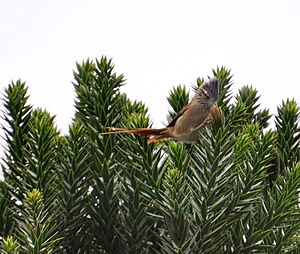 Araucaria spinetail tit.jpg