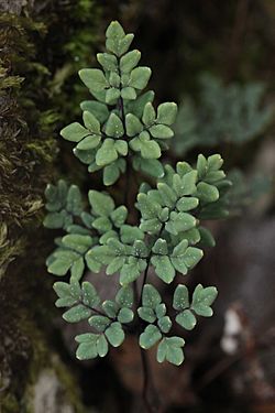 Argyrochosma dealbata frond adaxial