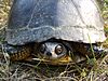 Blanding's Turtle.JPG