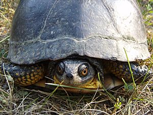 Blanding's Turtle