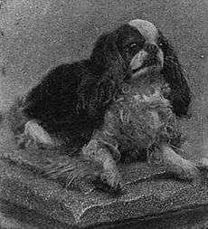 Blenheim Spaniel 1903