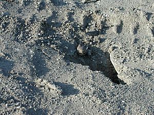 Burrowing Owl and burrow