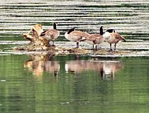 Canadian-geese-seven-islands-tn1