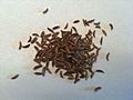 Caraway Seed