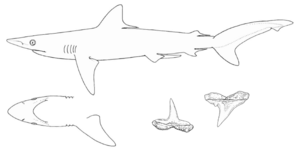 Carcharhinus macloti nmfs